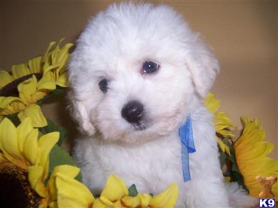 Coton De Tulear Puppies for Sale